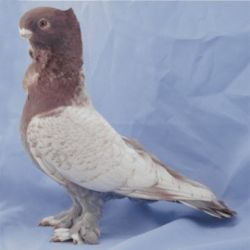 MEWKA ORIENTALNA1